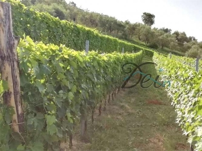 terreno agricolo in vendita a Valgiano