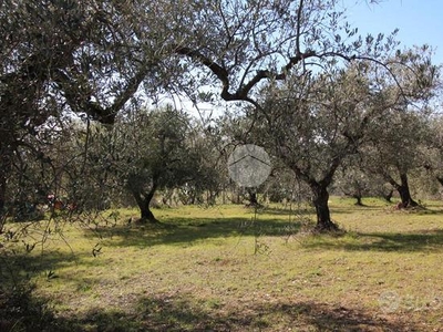 TER. AGRICOLO A SANT'ANGELO ROMANO