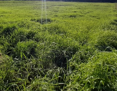 Terreno Edificabile in vendita, Porcari padule