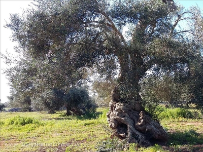 Attivit? commerciale in vendita a Morciano di Leuca