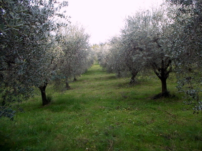 Terreno Agricolo in vendita in localit? monticelli alto, Ascoli Piceno