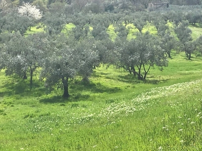 Terreno Agricolo in vendita a Spello via Montepiano