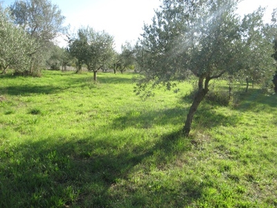 terreno agricolo in vendita a Sant'Angelo d'Alife
