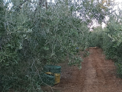 Terreno in vendita a Rosignano Marittimo