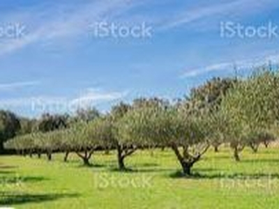 Terreno Agricolo in vendita a Carmignano