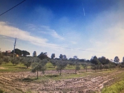 Terreno Agricolo in vendita a Cascina cascina pi