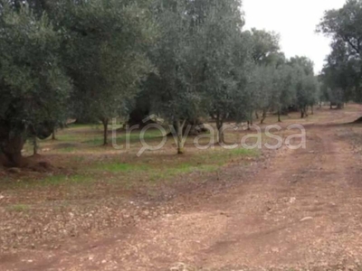 Terreno Agricolo in vendita a Ceglie Messapica sp28