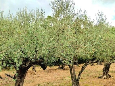 Terreno Agricolo in vendita a Prato - Zona: Santa Lucia