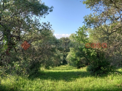 Terreno Residenziale in vendita a Casale Marittimo casale Marittimo di Montaleo