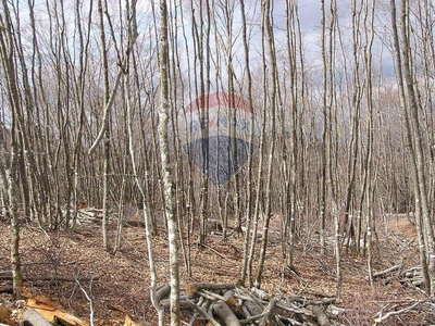 Vendita Terreno agricolo Pontinvrea