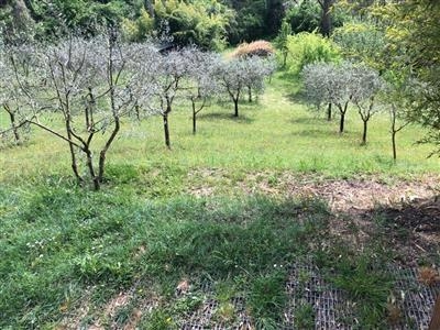 Terreno agricolo in buono stato di 3000 mq.