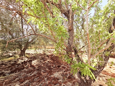 Terreno Edificabile a Carovigno