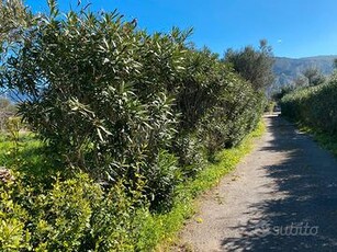 Terrasini - Cala Rossa: terreno agricolo 1300mq