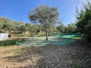 Terreno Agricolo Maierà [234VCG]