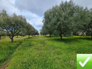 Terreno Agricolo Piantumato Campo Calabro 3.000 Mq