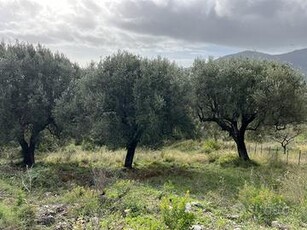 Terreno Agricolo San Giovanni a Piro