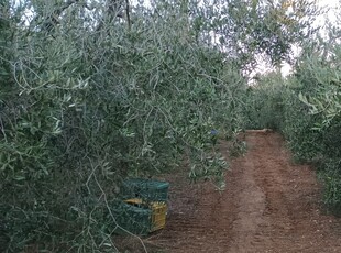 terreno pianeggiante vicino al paese con olivi