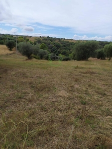 terreno agricolo in vendita a Cupra Marittima