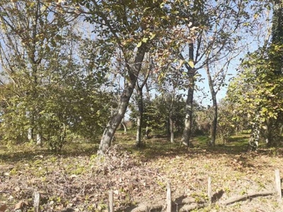 terreno agricolo in vendita a Altavilla Irpina