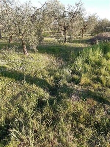 Terreno agricolo in buono stato di 9000 mq. a Montecalvoli Basso