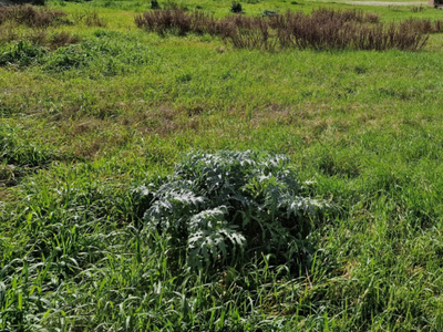 terreno residenziale in vendita a Cesenatico