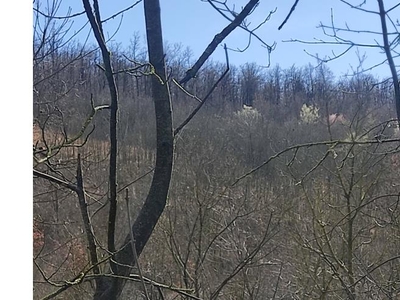 Terreno Agricolo/Coltura in vendita a Serramazzoni, Frazione Riccò