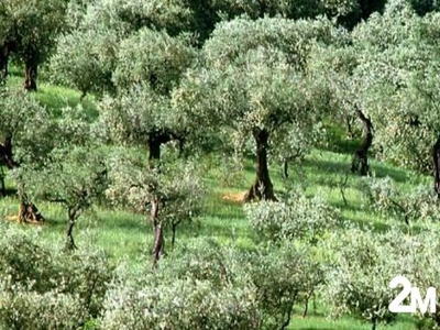 Terreno Agricolo in vendita a San Giuliano Terme