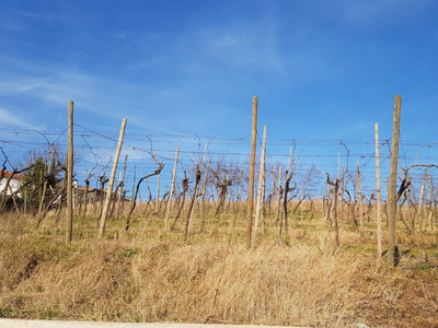 Terreno in vendita a Monteforte d'Alpone