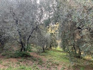 Terreno agricolo e casale