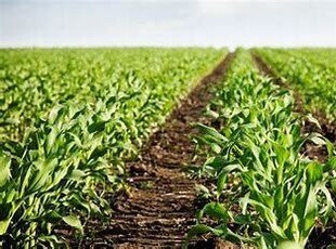 Terreno agricolo in Vendita in Via Crocetta a Nogarole Rocca