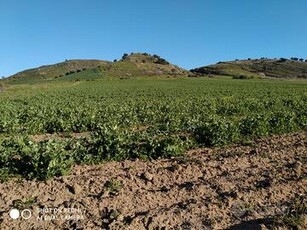 Terreno agricolo presso Contrada Tenna