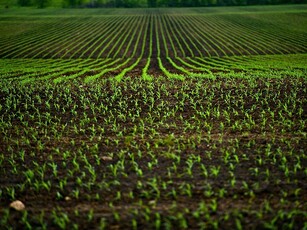 Vendita Terreno Agricolo in URBANIA
