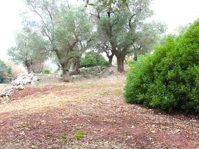 TER. AGRICOLO A CAROVIGNO