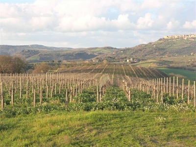 In Vendita: Prestigiosa Azienda Agricola Vitivinicola a Montecchio, Umbria