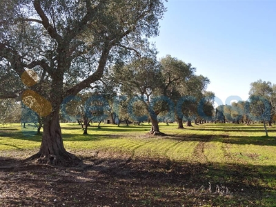 Terreno agricolo in vendita in Contrada Formica Sn, Brindisi