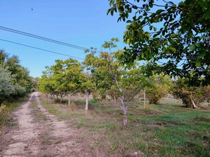 Agricolo - Alberato a Noto