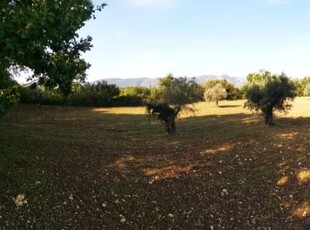 terreno agricolo in vendita a Prata Sannita