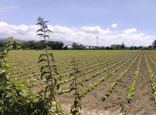 Vendita Terreno agricolo, in zona PONTECAGNANO, PONTECAGNANO FAIANO