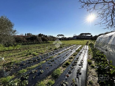 TER. AGRICOLO A PISA