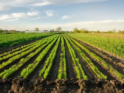 Terreno agricolo in Vendita a MIRANDOLA – 2873