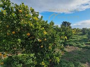 Agrumeto Con Pozzo Di Proprietà