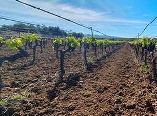 Azienda vitivinicola in produzione