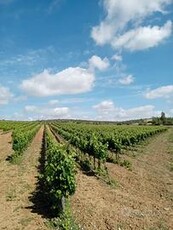 Azienda vitivinicola in produzione