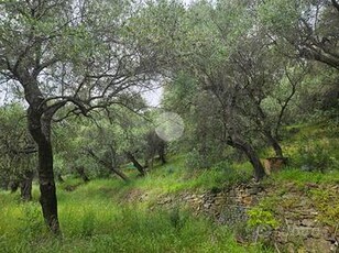 TER. AGRICOLO A DIANO CASTELLO