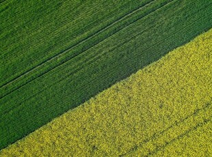 Terreno agricolo in Vendita a Lonigo