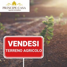 Terreno agricolo in Vendita a Ospedaletto Euganeo