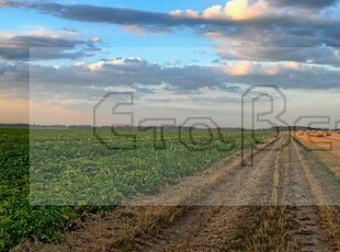 Terreno agricolo in Vendita a Padova Granze - Camin