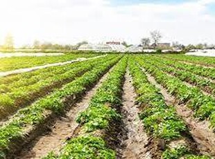 Terreno agricolo in Vendita a Ponso Ponso