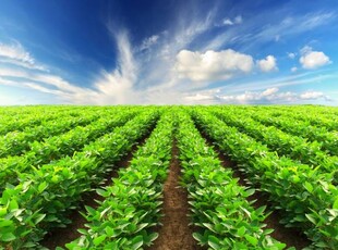 Terreno agricolo in Vendita a Santa Giustina in Colle