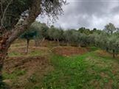 Terreno agricolo in buono stato di 1450 mq. a Ruota